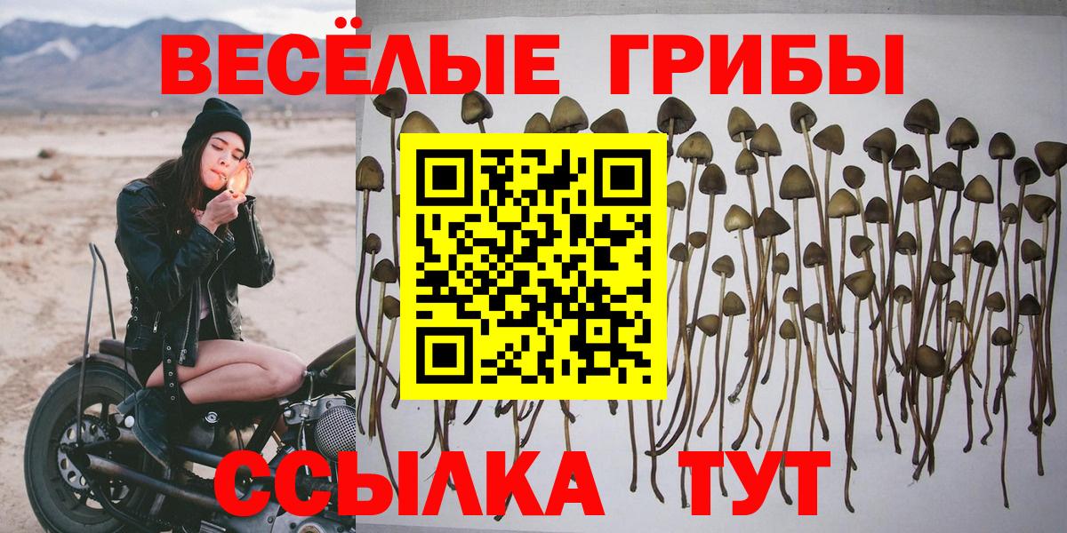 Псилоцибиновые грибы мицелий Новошахтинск